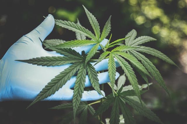 Top 3 CBD Shop in Italia